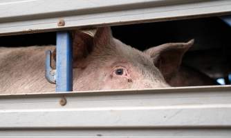 Captured at JBS Pork Australia (formerly Diamond Valley Pork), Laverton North VIC Australia.