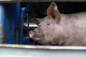 Captured at JBS Pork Australia (formerly Diamond Valley Pork), Laverton North VIC Australia.