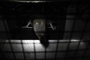 Crocodile in cage - Hidden crocodile farm at Crocodylus Park & Zoo - Captured at Crocodylus Park Farm & Abattoir, Knuckey Lagoon NT Australia.