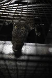 Crocodile in cage - Hidden crocodile farm at Crocodylus Park & Zoo - Captured at Crocodylus Park Farm & Abattoir, Knuckey Lagoon NT Australia.