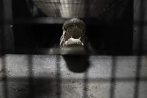 Crocodile in cage - Hidden crocodile farm at Crocodylus Park & Zoo - Captured at Crocodylus Park Farm & Abattoir, Knuckey Lagoon NT Australia.