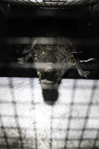 Crocodile in cage - Hidden crocodile farm at Crocodylus Park & Zoo - Captured at Crocodylus Park Farm & Abattoir, Knuckey Lagoon NT Australia.
