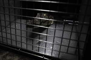 Crocodile in cage - Hidden crocodile farm at Crocodylus Park & Zoo - Captured at Crocodylus Park Farm & Abattoir, Knuckey Lagoon NT Australia.