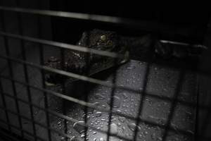 Crocodile in cage - Hidden crocodile farm at Crocodylus Park & Zoo - Captured at Crocodylus Park Farm & Abattoir, Knuckey Lagoon NT Australia.
