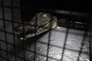 Crocodile in cage - Hidden crocodile farm at Crocodylus Park & Zoo - Captured at Crocodylus Park Farm & Abattoir, Knuckey Lagoon NT Australia.