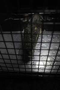 Crocodile in cage - Hidden crocodile farm at Crocodylus Park & Zoo - Captured at Crocodylus Park Farm & Abattoir, Knuckey Lagoon NT Australia.