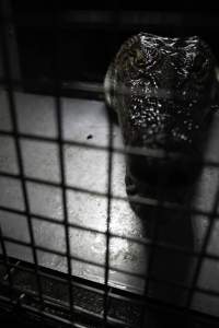 Crocodile in cage - Hidden crocodile farm at Crocodylus Park & Zoo - Captured at Crocodylus Park Farm & Abattoir, Knuckey Lagoon NT Australia.