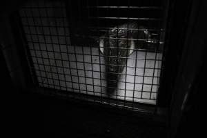 Crocodile in cage - Hidden crocodile farm at Crocodylus Park & Zoo - Captured at Crocodylus Park Farm & Abattoir, Knuckey Lagoon NT Australia.