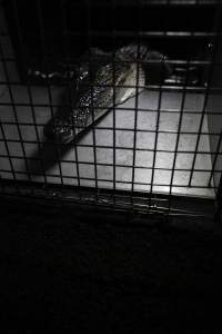 Crocodile in cage - Hidden crocodile farm at Crocodylus Park & Zoo - Captured at Crocodylus Park Farm & Abattoir, Knuckey Lagoon NT Australia.