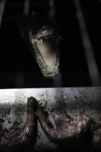 Crocodile in cage - Hidden crocodile farm at Crocodylus Park & Zoo - Captured at Crocodylus Park Farm & Abattoir, Knuckey Lagoon NT Australia.