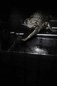 Crocodile in cage - Hidden crocodile farm at Crocodylus Park & Zoo - Captured at Crocodylus Park Farm & Abattoir, Knuckey Lagoon NT Australia.