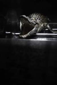 Crocodile in cage - Hidden crocodile farm at Crocodylus Park & Zoo - Captured at Crocodylus Park Farm & Abattoir, Knuckey Lagoon NT Australia.