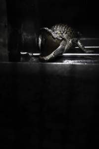 Crocodile in cage - Hidden crocodile farm at Crocodylus Park & Zoo - Captured at Crocodylus Park Farm & Abattoir, Knuckey Lagoon NT Australia.