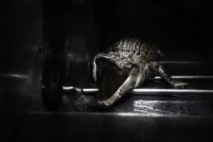 Crocodile in cage - Hidden crocodile farm at Crocodylus Park & Zoo - Captured at Crocodylus Park Farm & Abattoir, Knuckey Lagoon NT Australia.