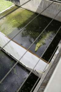 Crocodile in zoo pen - Captured at Crocodylus Park Farm & Abattoir, Knuckey Lagoon NT Australia.