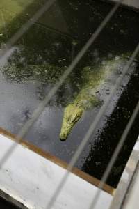 Crocodile in zoo pen - Captured at Crocodylus Park Farm & Abattoir, Knuckey Lagoon NT Australia.