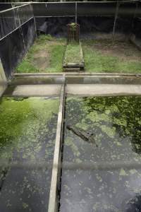 Crocodile in zoo pen - Captured at Crocodylus Park Farm & Abattoir, Knuckey Lagoon NT Australia.