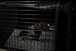 Crocodile in cage - Hidden crocodile farm at Crocodylus Park & Zoo - Captured at Crocodylus Park Farm & Abattoir, Knuckey Lagoon NT Australia.