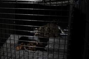 Crocodile in cage - Hidden crocodile farm at Crocodylus Park & Zoo - Captured at Crocodylus Park Farm & Abattoir, Knuckey Lagoon NT Australia.