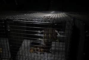 Crocodile in cage - Hidden crocodile farm at Crocodylus Park & Zoo - Captured at Crocodylus Park Farm & Abattoir, Knuckey Lagoon NT Australia.