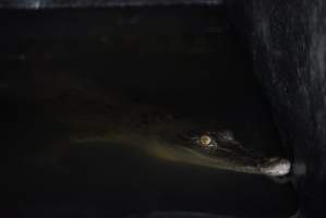 Crocodile in cage - Hidden crocodile farm at Crocodylus Park & Zoo - Captured at Crocodylus Park Farm & Abattoir, Knuckey Lagoon NT Australia.