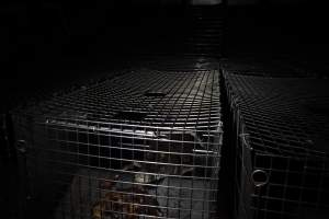 Crocodile in cage - Hidden crocodile farm at Crocodylus Park & Zoo - Captured at Crocodylus Park Farm & Abattoir, Knuckey Lagoon NT Australia.