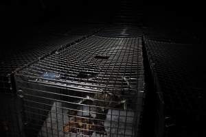 Crocodile in cage - Hidden crocodile farm at Crocodylus Park & Zoo - Captured at Crocodylus Park Farm & Abattoir, Knuckey Lagoon NT Australia.