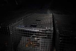 Crocodile in cage - Hidden crocodile farm at Crocodylus Park & Zoo - Captured at Crocodylus Park Farm & Abattoir, Knuckey Lagoon NT Australia.