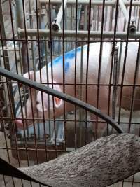 Captured at GD Pork Piggery, West Pinjarra WA Australia.