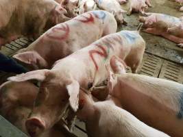 Captured at GD Pork Piggery, West Pinjarra WA Australia.