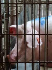Captured at GD Pork Piggery, West Pinjarra WA Australia.