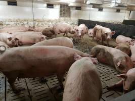 Captured at GD Pork Piggery, West Pinjarra WA Australia.