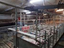 Captured at GD Pork Piggery, West Pinjarra WA Australia.