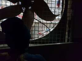 Captured at GD Pork Piggery, West Pinjarra WA Australia.