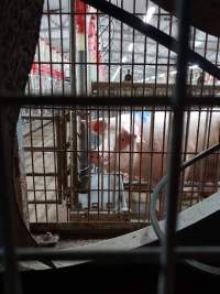 Captured at GD Pork Piggery, West Pinjarra WA Australia.