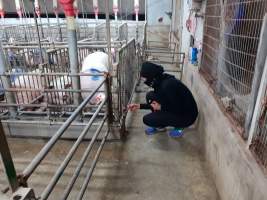 Captured at GD Pork Piggery, West Pinjarra WA Australia.
