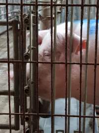 Captured at GD Pork Piggery, West Pinjarra WA Australia.
