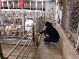 Captured at GD Pork Piggery, West Pinjarra WA Australia.