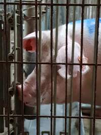 Captured at GD Pork Piggery, West Pinjarra WA Australia.
