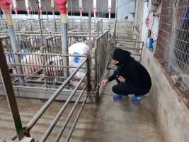 Captured at GD Pork Piggery, West Pinjarra WA Australia.
