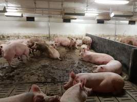 Captured at GD Pork Piggery, West Pinjarra WA Australia.