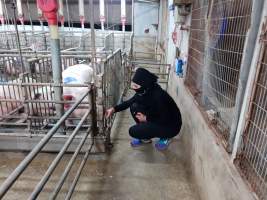 Captured at GD Pork Piggery, West Pinjarra WA Australia.
