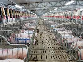 Captured at GD Pork Piggery, West Pinjarra WA Australia.
