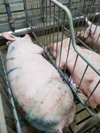 Captured at GD Pork Piggery, West Pinjarra WA Australia.