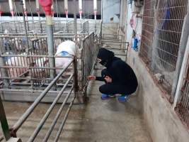 Captured at GD Pork Piggery, West Pinjarra WA Australia.