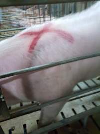 Captured at GD Pork Piggery, West Pinjarra WA Australia.