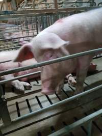 Captured at GD Pork Piggery, West Pinjarra WA Australia.