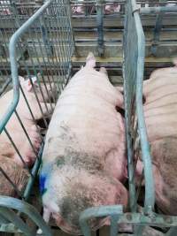 Captured at GD Pork Piggery, West Pinjarra WA Australia.
