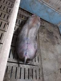 Captured at GD Pork Piggery, West Pinjarra WA Australia.