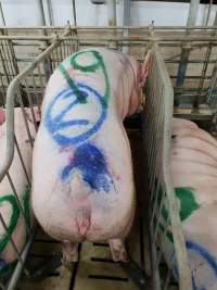 Captured at GD Pork Piggery, West Pinjarra WA Australia.